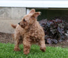 AKC Registered Miniature Poodle For Sale Fredericksburg, OH Male- Tommy