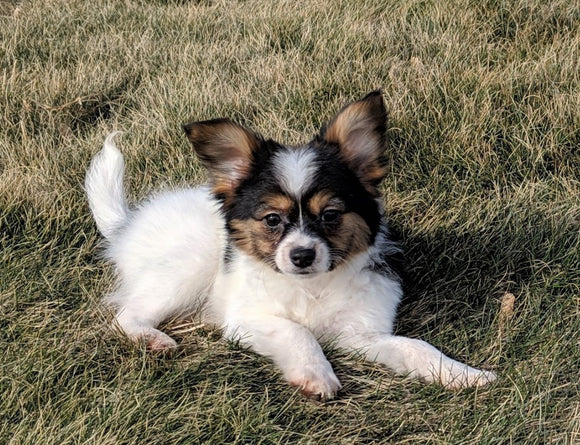 ICA Registered Papillon For Sale Millersburg, OH Male- Tommy