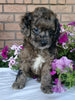 Cockapoo For Sale Millersburg, OH Male- Muffin
