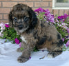 Cockapoo For Sale Millersburg, OH Male- Muffin