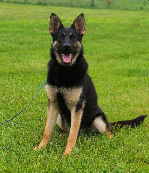 AKC Registered German Shepherd For Sale Fredericksburg, OH Female- Tracey