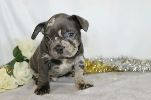 AKC Registered French Bulldog For Sale Wooster, OH Male- Trent