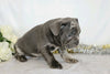 AKC Registered French Bulldog For Sale Wooster, OH Male- Trent
