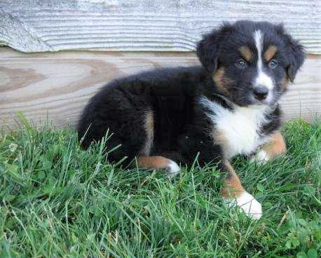 Australian Shepherd For Sale Batic, OH Male- Trever