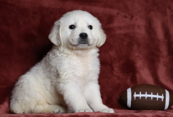 AKC Registered English Cream Golden Retriever For Sale Fredericksburg, OH Male- Trooper