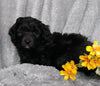 Mini Labradoodle For Sale Millersburg, OH Female - Tulip