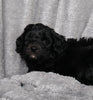 Mini Labradoodle For Sale Millersburg, OH Female - Tulip