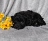 Mini Labradoodle For Sale Millersburg, OH Female - Tulip