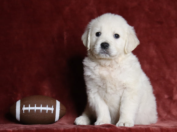 AKC Registered English Cream Golden Retriever For Sale Fredericksburg, OH Male - Turbo