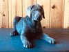 AKC Registered Silver Labrador Retriever For Sale Fredericksburg, OH Female- Twila