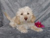 F1B Mini Labradoodle For Sale Millersburg, OH Female- Twinkie