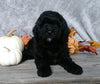F1B Mini Labradoodle For Sale Millersburg, OH Female- Twinkle