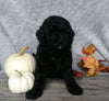 F1B Mini Labradoodle For Sale Millersburg, OH Female- Twinkle
