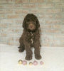 AKC Registered Poodle (Standard) For Sale Homesville, OH Male - Tyler