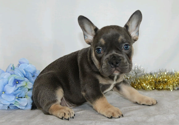 AKC Registered French Bulldog For Sale Wooster, OH Male- Valin