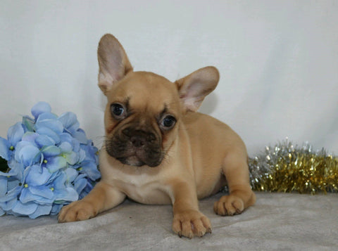 AKC Registered French Bulldog For Sale Wooster, OH Male- Vance