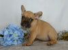 AKC Registered French Bulldog For Sale Wooster, OH Male- Vance