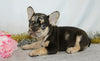 AKC Registered French Bulldog For Sale Wooster, OH Female- Vanessa