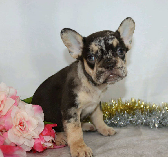 AKC Registered French Bulldog For Sale Wooster, OH Female- Vanessa