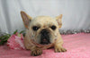 AKC Registered French Bulldog For Sale Wooster, OH Female- Idabell