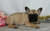 AKC Registered French bulldog For Sale Wooster, OH Female- Veta