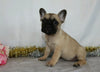 AKC Registered French bulldog For Sale Wooster, OH Female- Veta