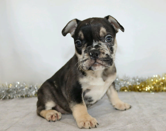 AKC Registered French Bulldog For Sale Wooster, OH Male- Victor