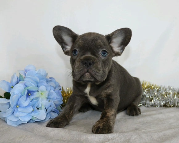 AKC Registered French Bulldog For Sale Wooster, OH Male- Vincent