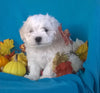 Shichon Puppy For Sale Male Millersburg Ohio Teddy Bear