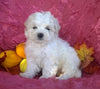 Shichon Puppy For Sale Female Millersburg Ohio Princess