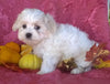 Shichon Puppy For Sale Female Millersburg Ohio Bella