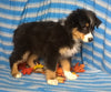 Purebred Australian Shepherd Puppy For Sale Berlin Ohio Male Buster