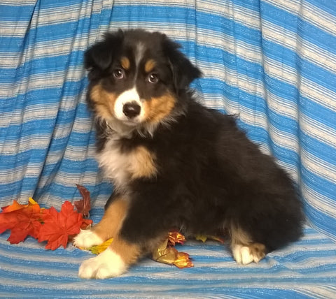 Purebred Australian Shepherd Puppy For Sale Berlin Ohio Male Buster