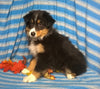 Purebred Australian Shepherd Puppy For Sale Berlin Ohio Male Buster