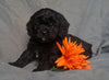 Cockapoo Puppy For Sale Berlin Ohio Male Munchkin