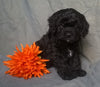 Cockapoo Puppy For Sale Berlin Ohio Male Munchkin