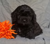 Cockapoo Puppy For Sale Berlin Ohio Male Munchkin