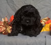 Cockapoo Puppy For Sale Berlin Ohio Male Munchkin