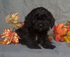 Cockapoo Puppy For Sale Berlin Ohio Male Munchkin