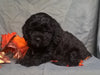 Cockapoo Puppy For Sale Berlin Ohio Male Munchkin