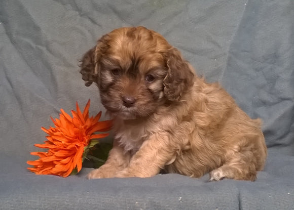 Cockapoo Puppy For Sale Berlin Ohio Muffin Female