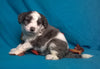 (Mini) AussieDoodle Male Blue Merle White Puppy For Sale Snuggles Berlin Ohio