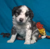 (Mini) AussieDoodle Male Blue Merle White Puppy For Sale Snuggles Berlin Ohio