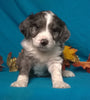 (Mini)AussieDoodle Male Blue Merle White Puppy For Sale Kissables Berlin Ohio