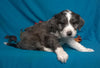 (Mini)AussieDoodle Male Blue Merle White Puppy For Sale Kissables Berlin Ohio