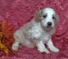(Mini) AussieDoodle Female Puppy For Sale Blossom Berlin Ohio