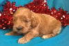 Candy Cane Female Cockapoo Puppy For Sale Millersburg Ohio