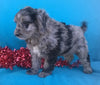 (Mini) AussieDoodle Female Blue Merle White Puppy For Sale  Petunia Berlin Ohio