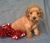 Angel  Female Cockapoo Puppy For Sale Millersburg Ohio