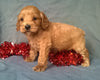 Angel  Female Cockapoo Puppy For Sale Millersburg Ohio